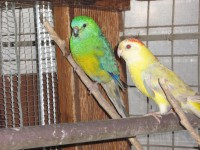 /album/red-ramps/tino-165-jpg1/